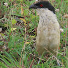 Coucal du Sénégal
