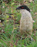 Senegal Coucal