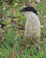 Coucal du Sénégal