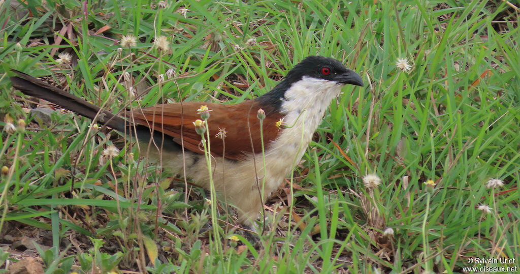 Coucal du Sénégaladulte
