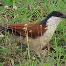 Coucal du Sénégal
