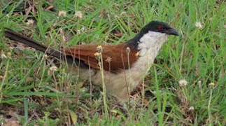 Senegal Coucal