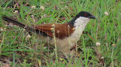 Coucal du Sénégal