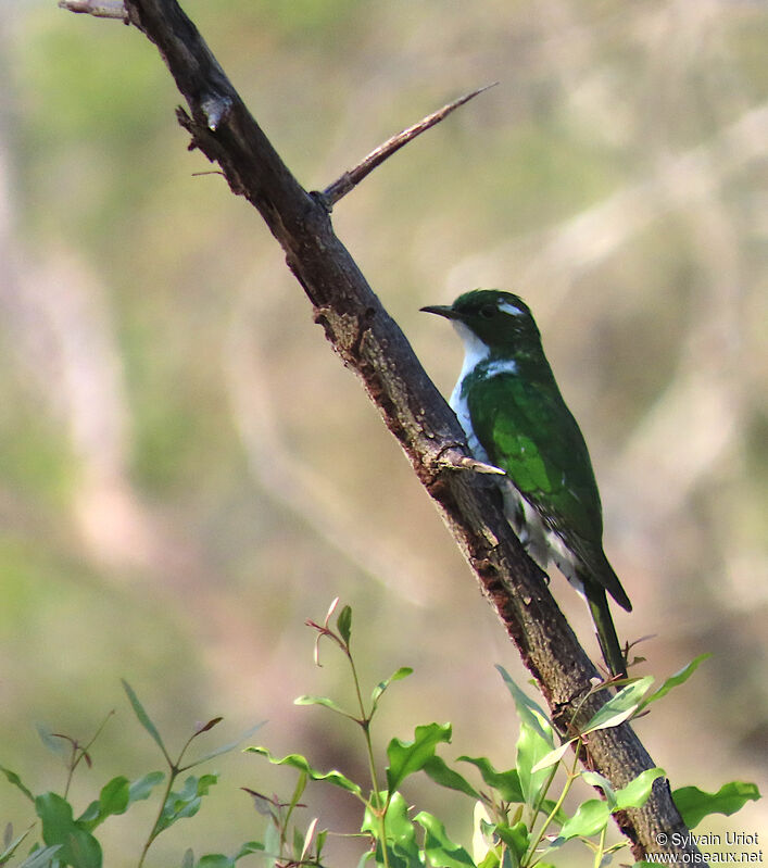 Klaas's Cuckoo male adult