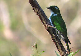 Klaas's Cuckoo