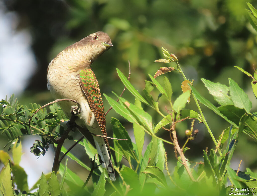 Klaas's Cuckoo female adult