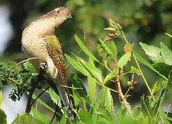 Klaas's Cuckoo