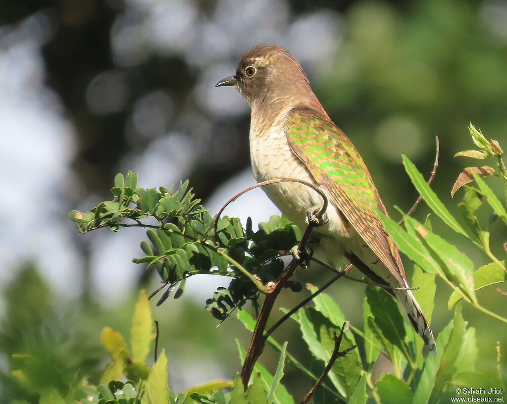 Klaas's Cuckoo female adult