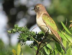 Klaas's Cuckoo