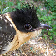 Great Spotted Cuckoo