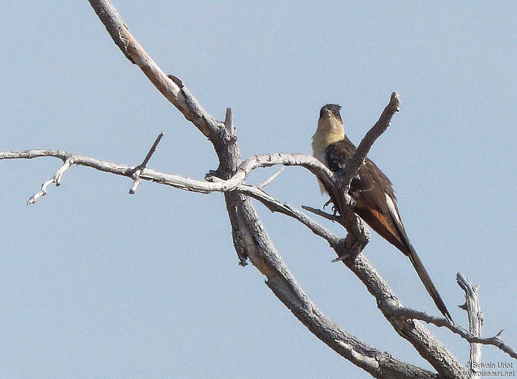 Great Spotted Cuckooimmature