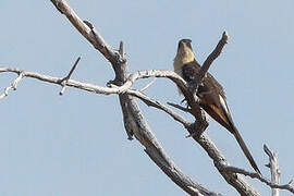 Great Spotted Cuckoo