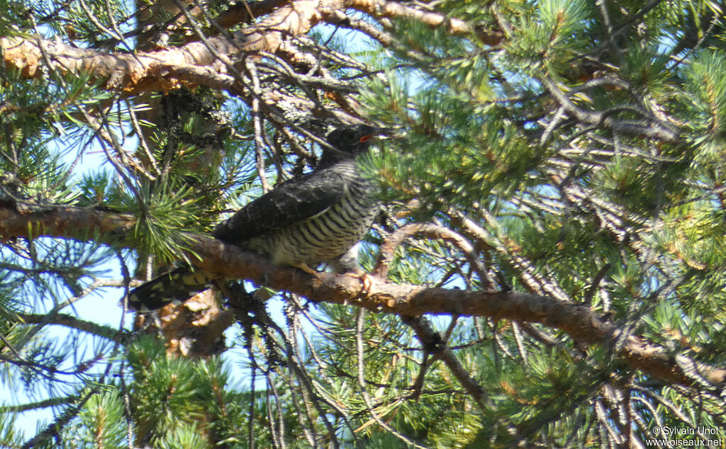 Common CuckooPoussin