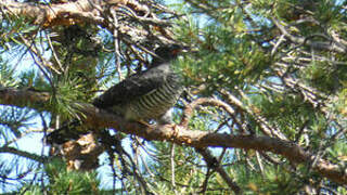 Common Cuckoo