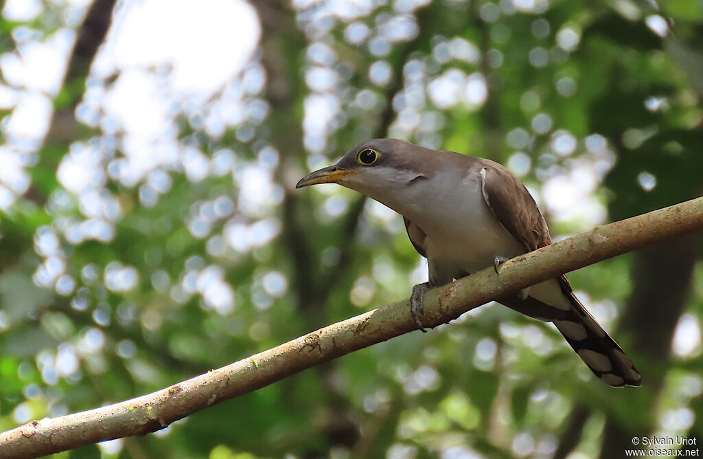 Yellow-billed Cuckooadult