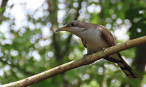 Yellow-billed Cuckoo