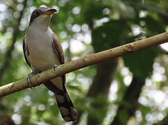 Yellow-billed Cuckoo