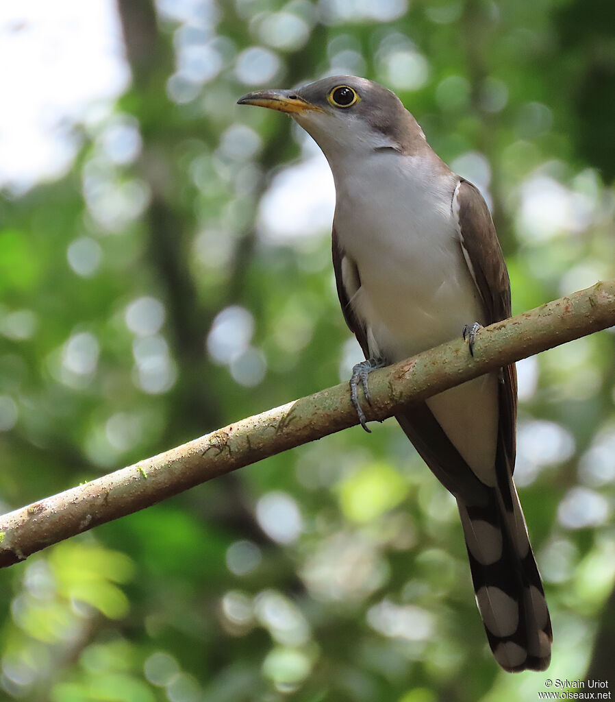 Yellow-billed Cuckooadult