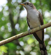 Yellow-billed Cuckoo