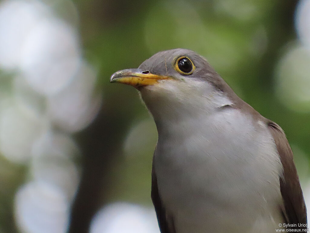 Yellow-billed Cuckooadult