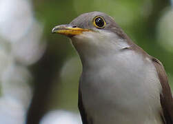 Yellow-billed Cuckoo