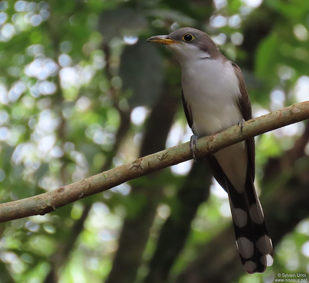 Yellow-billed Cuckooadult