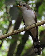 Yellow-billed Cuckoo