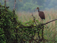 Limpkin