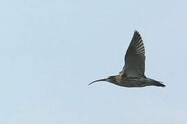 Eurasian Curlew