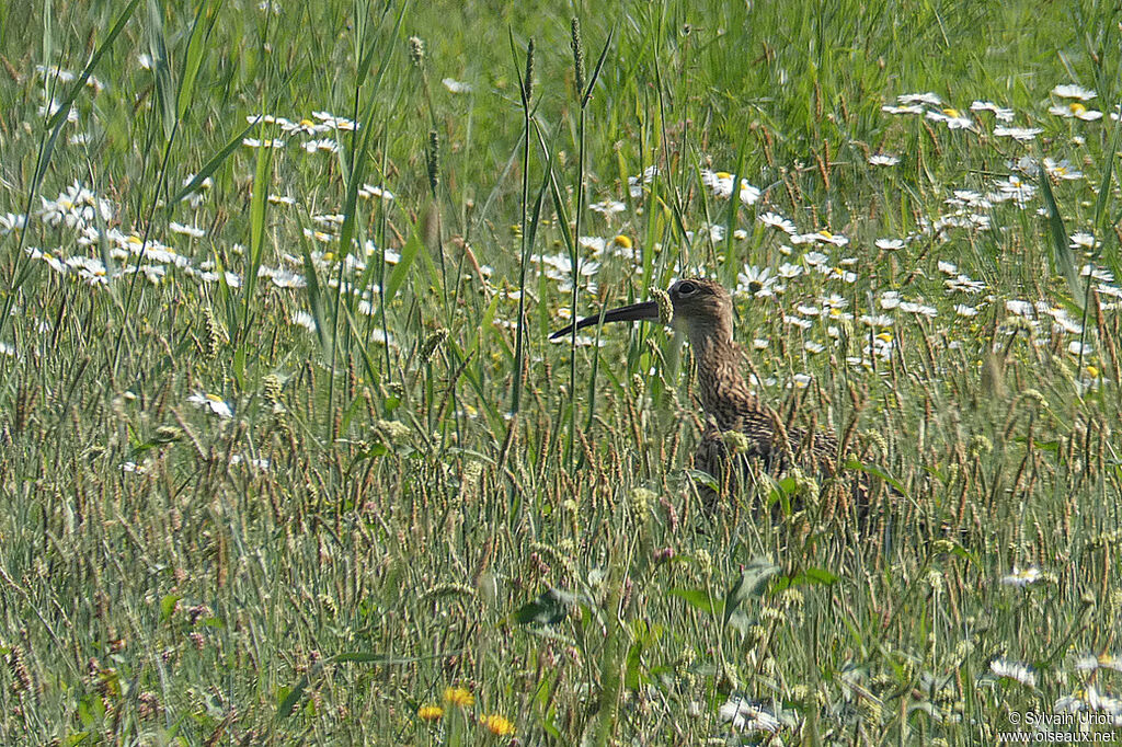 Eurasian CurlewPoussin