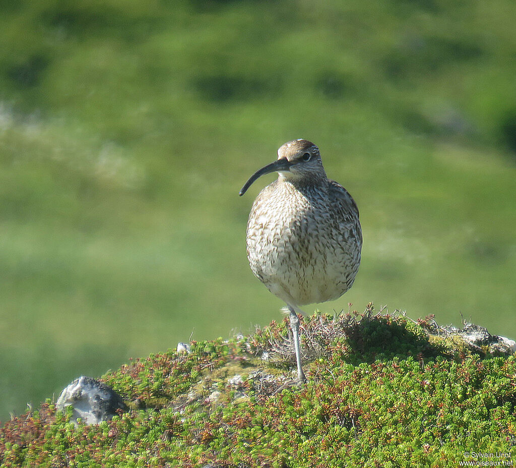 Courlis corlieuadulte