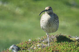 Eurasian Whimbrel