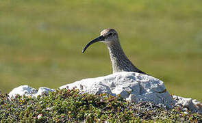 Eurasian Whimbrel