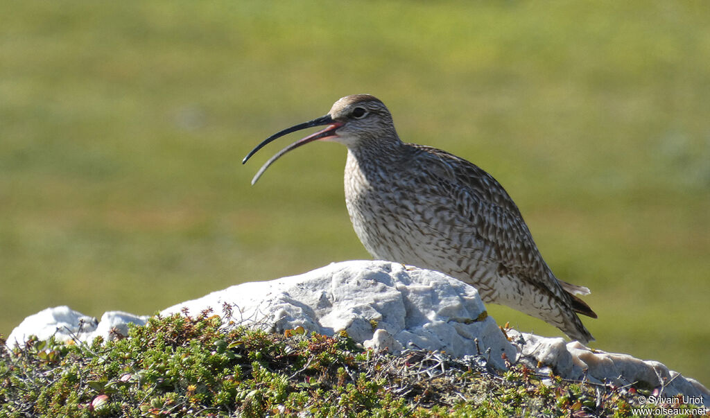 Eurasian Whimbreladult