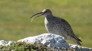 Whimbrel