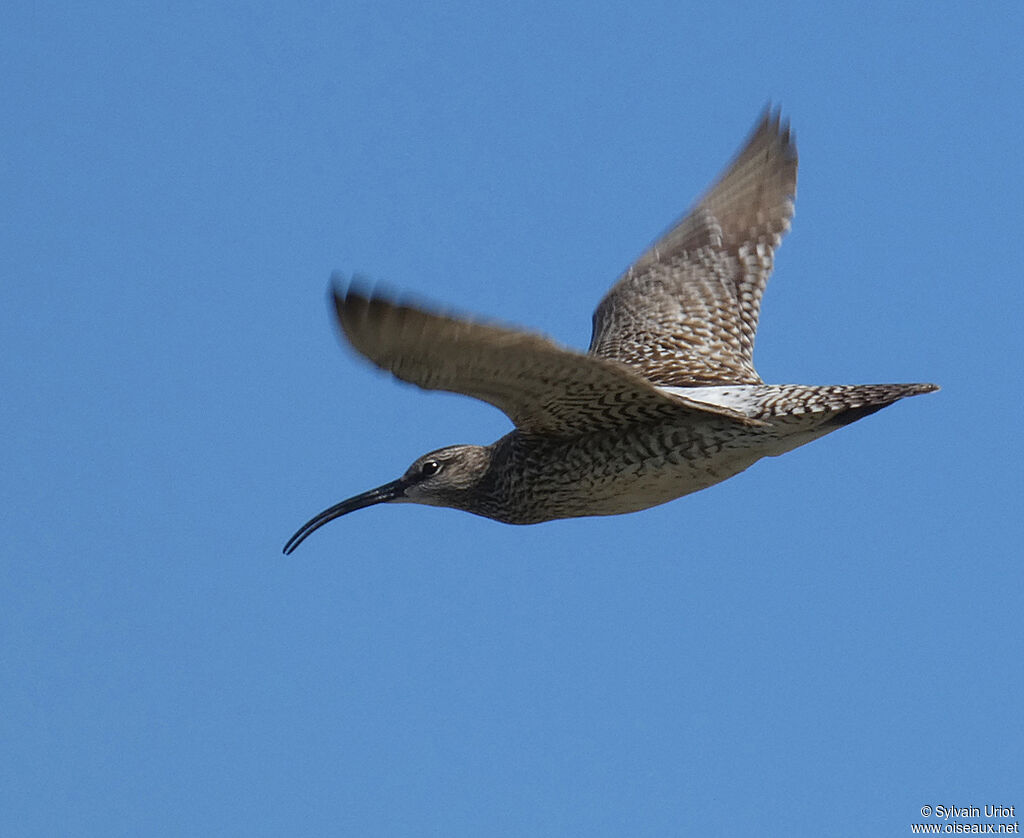 Whimbrel