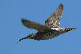 Whimbrel