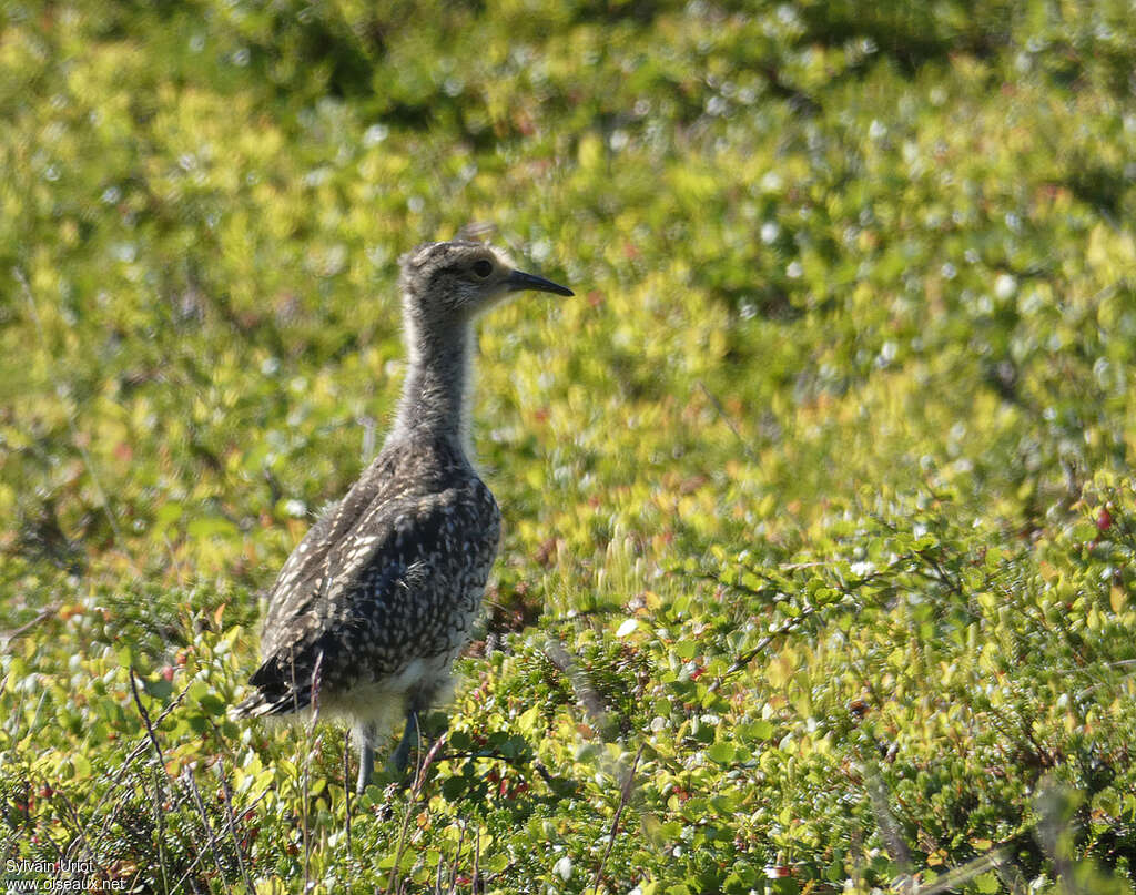 Eurasian WhimbrelPoussin, identification