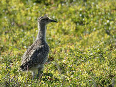 Whimbrel