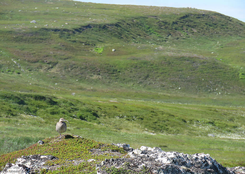 Eurasian Whimbreladult, habitat