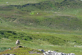 Eurasian Whimbrel