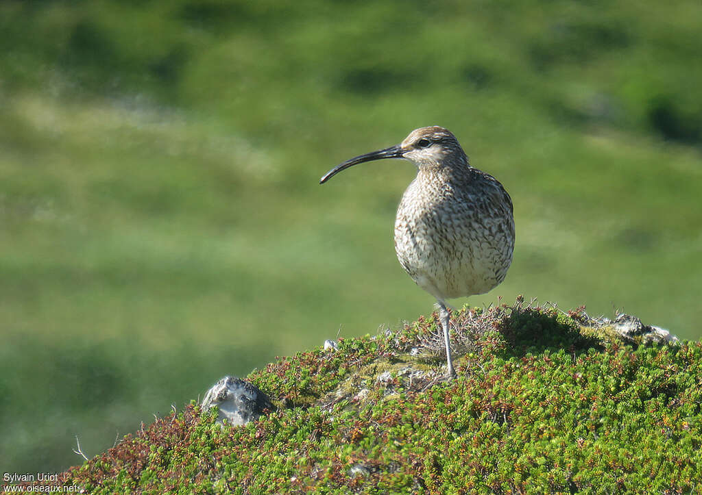 Courlis corlieuadulte, habitat, Comportement