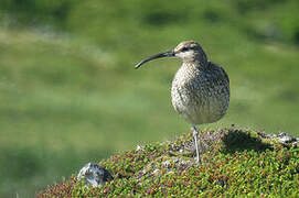 Eurasian Whimbrel