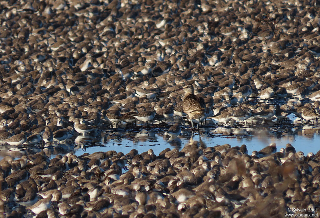 Hudsonian Whimbrel