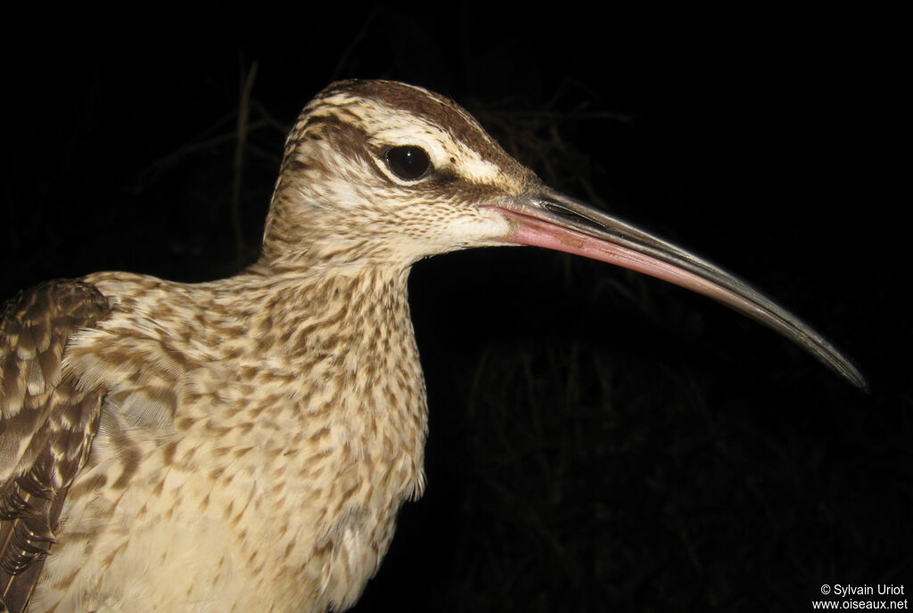 Hudsonian Whimbrel