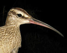 Hudsonian Whimbrel