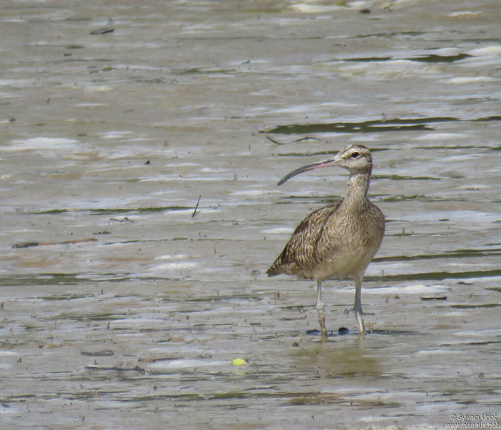 Hudsonian Whimbrel