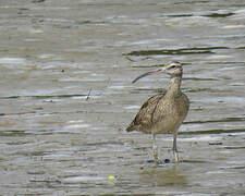 Hudsonian Whimbrel