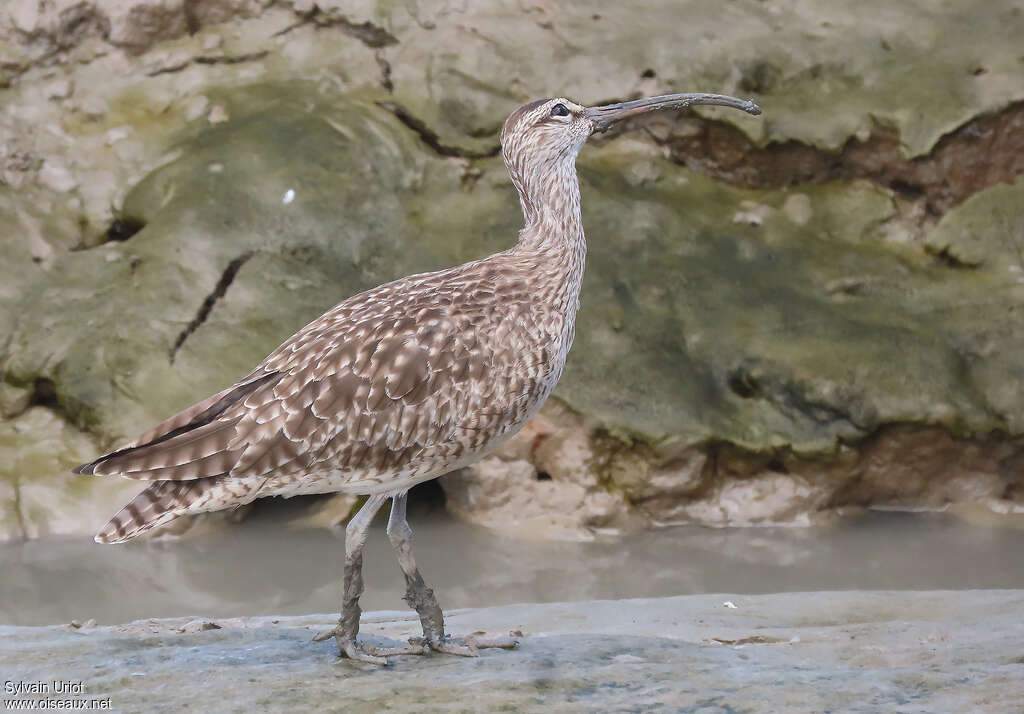 Hudsonian Whimbreladult