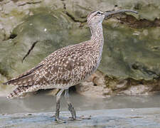 Hudsonian Whimbrel